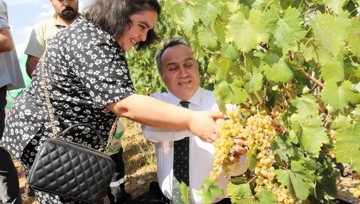 Tokat Gaziosmanpaşa Üniversitesi’nde Bağ Bozumu Etkinliği Düzenlendi